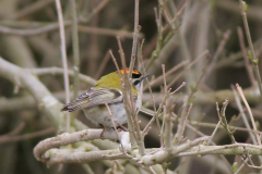 Vuurgoudhaan ♂ -Eemshaven 30-3-2008