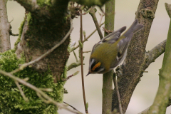 Vuurgoudhaan, ♂  Hortus Haren 27-3-2009