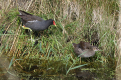 Waterhoen, adult en juv. Groningen-prov. 28-7-2022 b