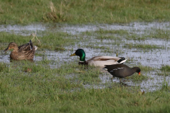 Waterhoen en Wilde eend  Groningen-prov. 8-4-2022