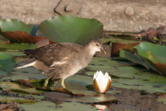 Waterhoen, juv, Hortus Haren 8-9-2008