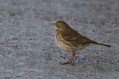 Waterpieper 1-Lauwersmeer 17-12-2022