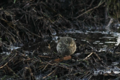 Waterpieper 1-Onlanden 12-11-2016