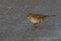 Waterpieper 2-Lauwersmeer 17-12-2022