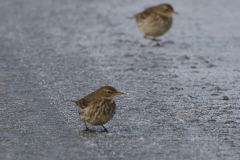 Waterpieper-Lauwersmeer 17-12-2022