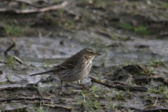 Waterpieper-Lauwersmeer 5-2-2022