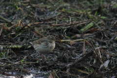 Waterpieper-Onlanden 12-11-2016