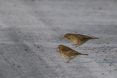 Waterpieper en Oeverpieper-Lauwersmeer 17-12-2022