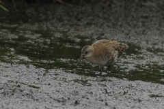 Waterral, 1e kj. 1  Zuidlaardermeergebied 17-8-2017