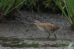 Waterral, 1e kj.  Zuidlaardermeergebied 17-8-2017