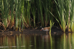 Waterral, Dannemeer 4-9-2022