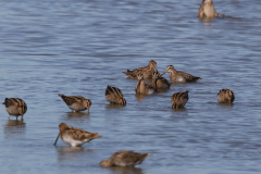 Watersnip 1-Friesland 6-9-2023