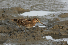 Watersnip 1-Lauwersmeer 17-8-2012