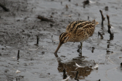 Watersnip 1-Zuidlaardermeergebied 12-9-2018