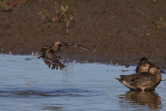 Watersnip 3-Friesland 6-9-2023