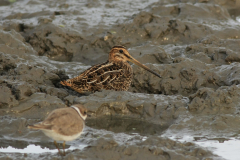 Watersnip-Lauwersmeer 17-8-2012