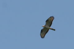 Wespendief-Friesland 24-6-2009