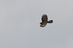 Wespendief, adult ♀ 1-Drenthe 5-8-2021