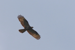 Wespendief, adult ♀ 2-Drenthe 5-8-2021