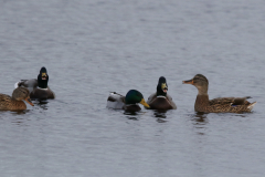 Wilde eend, ♀ en ♂ -Texel 3-10-2019