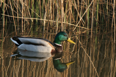 Wilde eend, ♂ 1  Groningen-stad 11-4-2007