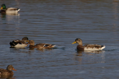 Wilde eend, eclips ♂ en ♀  Groningen-kust 29-9-2022