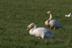 Knobbelzwaan en Wilde zwaan 1 Groningen-prov. 6-1-2022