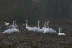 Wilde zwaan   Groningen-prov. 20-12-2020 b