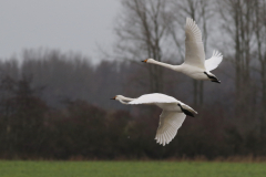 Wilde zwaan-Lauwersmeer 26-12-2020