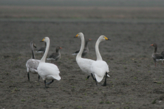 Wilde zwaan, adult en 2e kj.  Groningen-prov. 13-1-2008