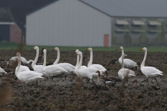 Wilde zwaan en Grauwe gans  Groningen-prov. 20-12-2020