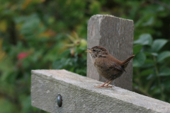 Winterkoning 1-Vlieland 20-9-2015