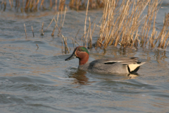 Wintertaling, ♂  Lauwersmeer 1-4-2007