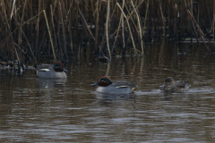 Wintertaling, ♂ en ♀ 2  Groningen-prov. 28-2-2024