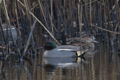 Wintertaling, ♂ en ♀  Groningen-prov. 28-2-2024