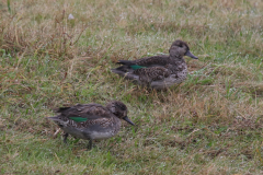 Wintertaling, 1e kj. ♂  Texel 14-10-2022