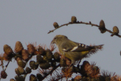 Witbandkruisbek, ♀  Friesland 20-11-2013