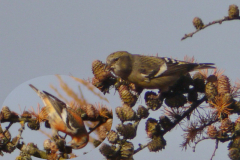 Witbandkruisbek, ♀ en ♂ 1  Friesland 20-11-2013 a