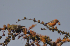 Witbandkruisbek, ♀ en ♂ 2  Friesland 20-11-2013