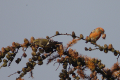 Witbandkruisbek, ♀ en ♂ 3  Friesland 20-11-2013