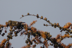 Witbandkruisbek, ♀ en ♂ 4  Friesland 20-11-2013