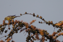 Witbandkruisbek, ♀ en ♂ 5  Friesland 20-11-2013