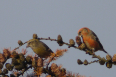 Witbandkruisbek, ♀ en ♂  Friesland 20-11-2013