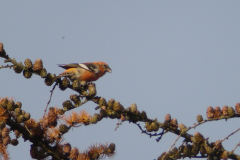 Witbandkruisbek, ♂ 1  Friesland 20-11-2013