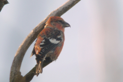 Witbandkruisbek, ♂ 1  Vlieland 22-10-2011