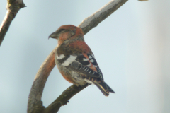 Witbandkruisbek, ♂ 2  Vlieland 22-10-2011