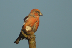 Witbandkruisbek, ♂ 3  Vlieland 22-10-2011