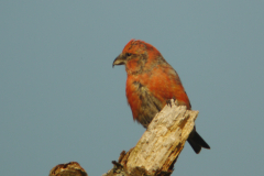 Witbandkruisbek, ♂ 4  Vlieland 22-10-2011