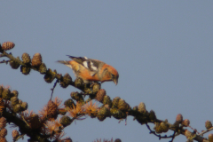 Witbandkruisbek, ♂  Friesland 20-11-2013