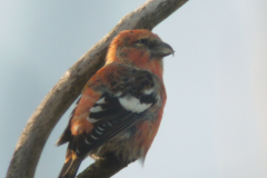 Witbandkruisbek, ♂  Vlieland 22-10-2011 b